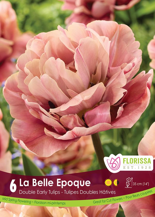 Tulip La Belle Epoque - 6 pk