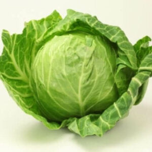 Cabbage Late Flat Dutch OSC Seed