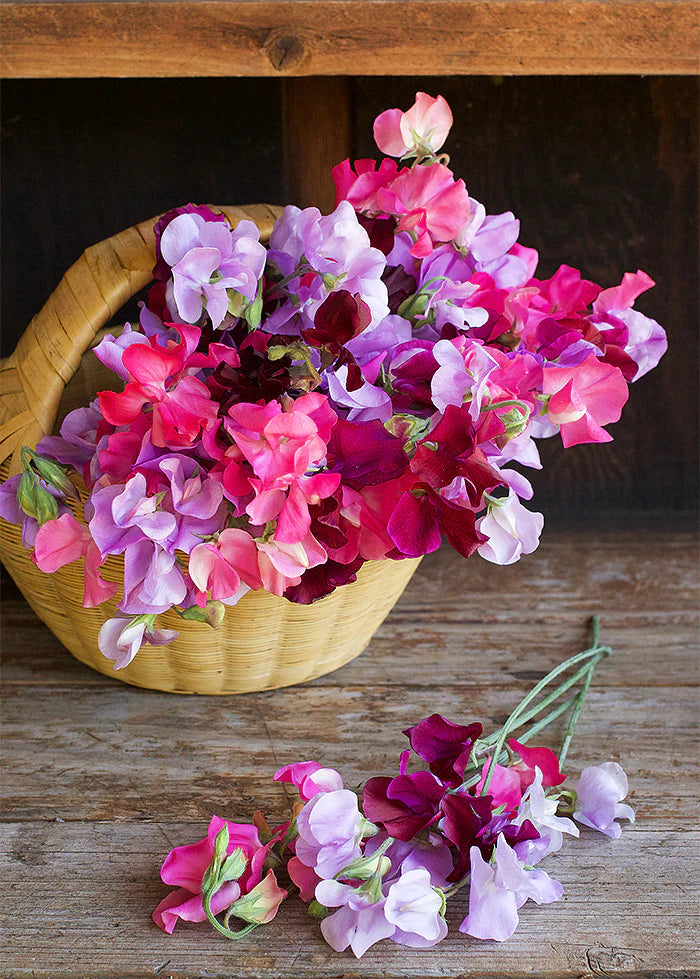 Sweet Pea Velvet Elegance