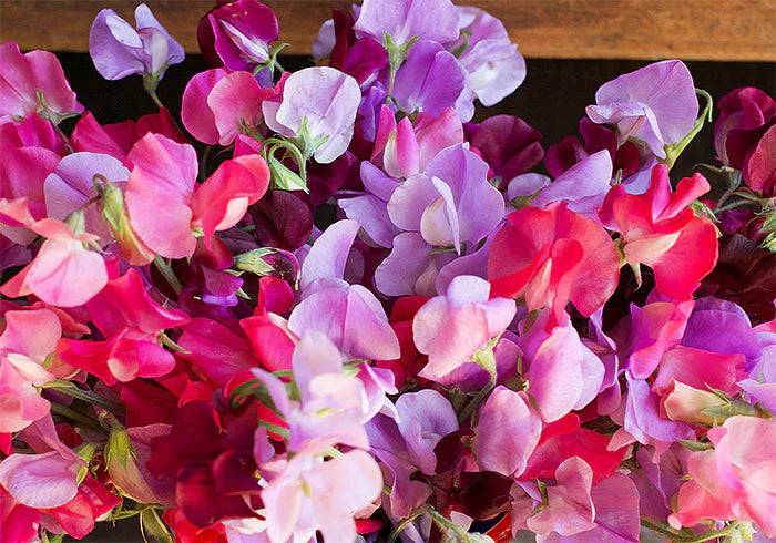 Sweet Pea Velvet Elegance