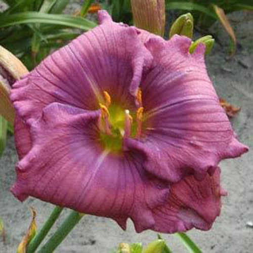 Daylily Lavender Blue Baby 1G