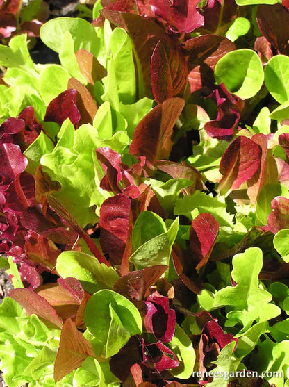 Lettuce Farmers Market Blend