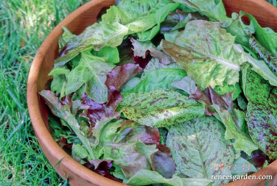 Lettuce Baby Leaf Heirloom Cutting