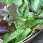 Lettuce Baby Leaf Heirloom Cutting