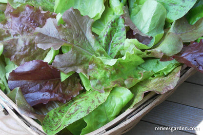 Lettuce Baby Leaf Heirloom Cutting