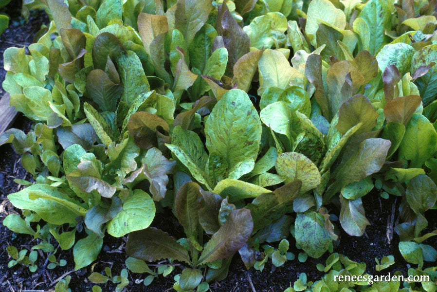 Lettuce Baby Leaf Heirloom Cutting