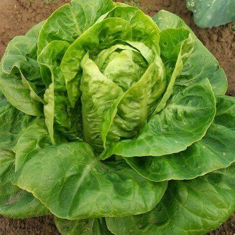 Lettuce Little Gem OSC Seed