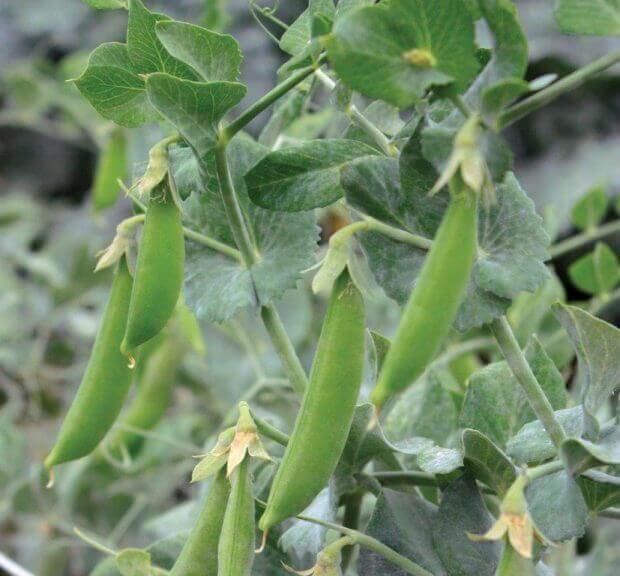 Peas Sugar Snap Vine OSC Seed