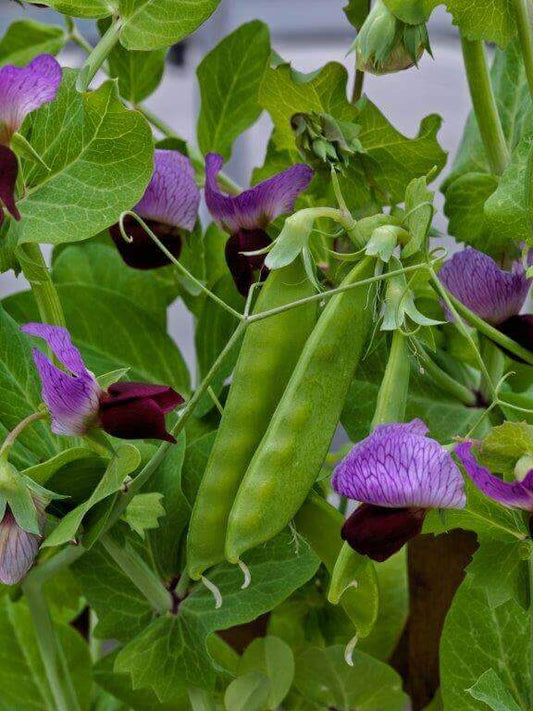 Peas Little Purple Snow OSC Seed