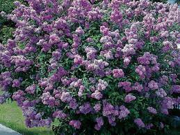 Lilac Little Lady Topgraft Tree