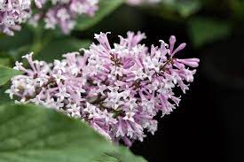 Lilac Little Lady Topgraft Tree