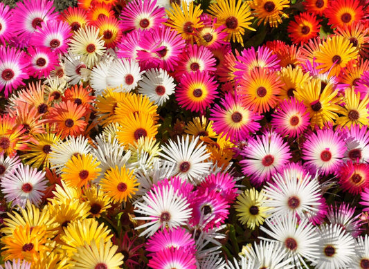 Livingstone Daisy Radiant Mix OSC Seed