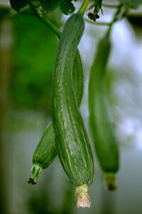 Luffa Gourd Loofa OSC Seed