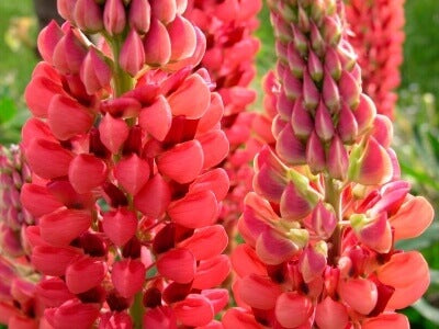 Lupine Russell's Hybird Red OSC Seed