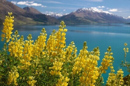 Lupins Russell's Hybrids Yellow OSC seeds
