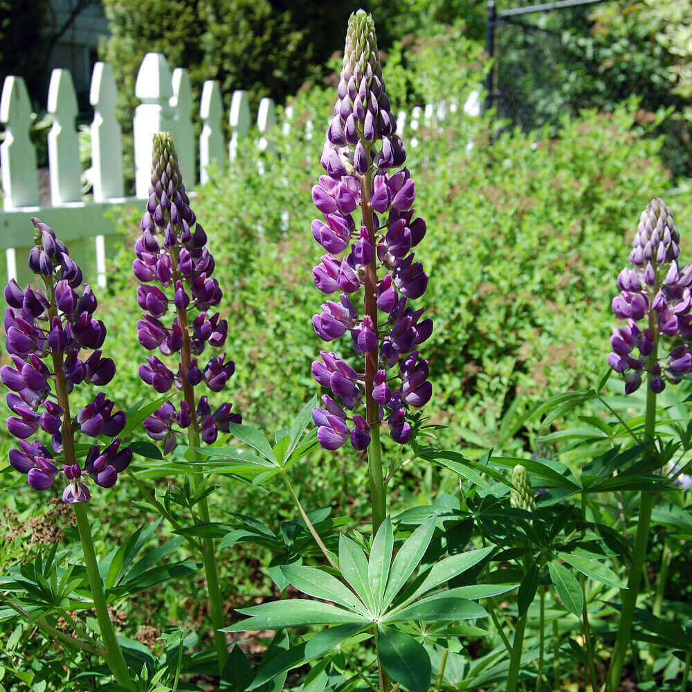 Lupine Russell's Hybird Blue OSC Seed