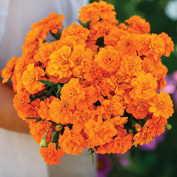 Marigold Double French MIgardener Seed
