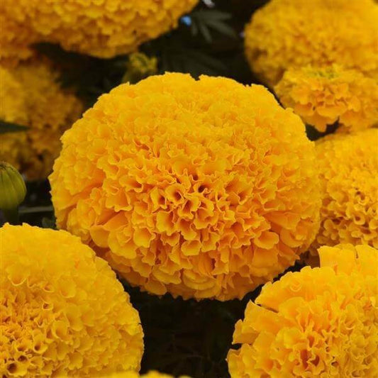 Marigold Marvel Gold OSC Seed