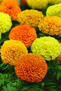 Marigold Marvel Mixed OSC Seed