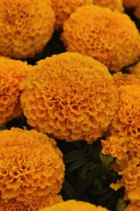 Marigold Marvel Orange OSC Seed