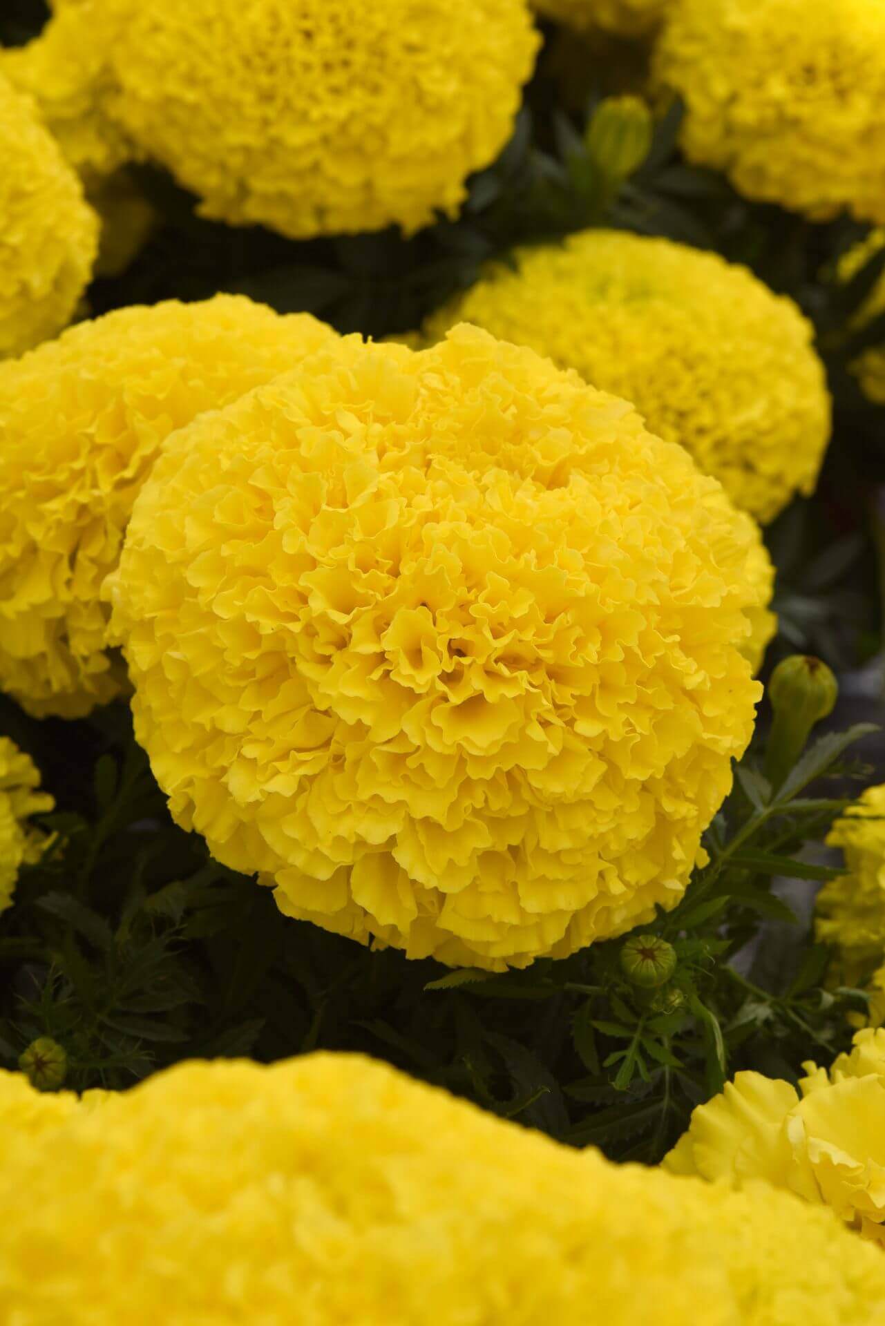 Marigold Marvel Yellow OSC Seed