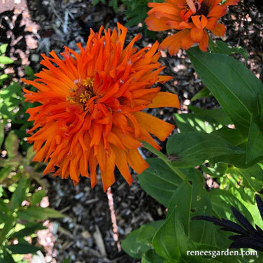 Zinnia Mighty Lion