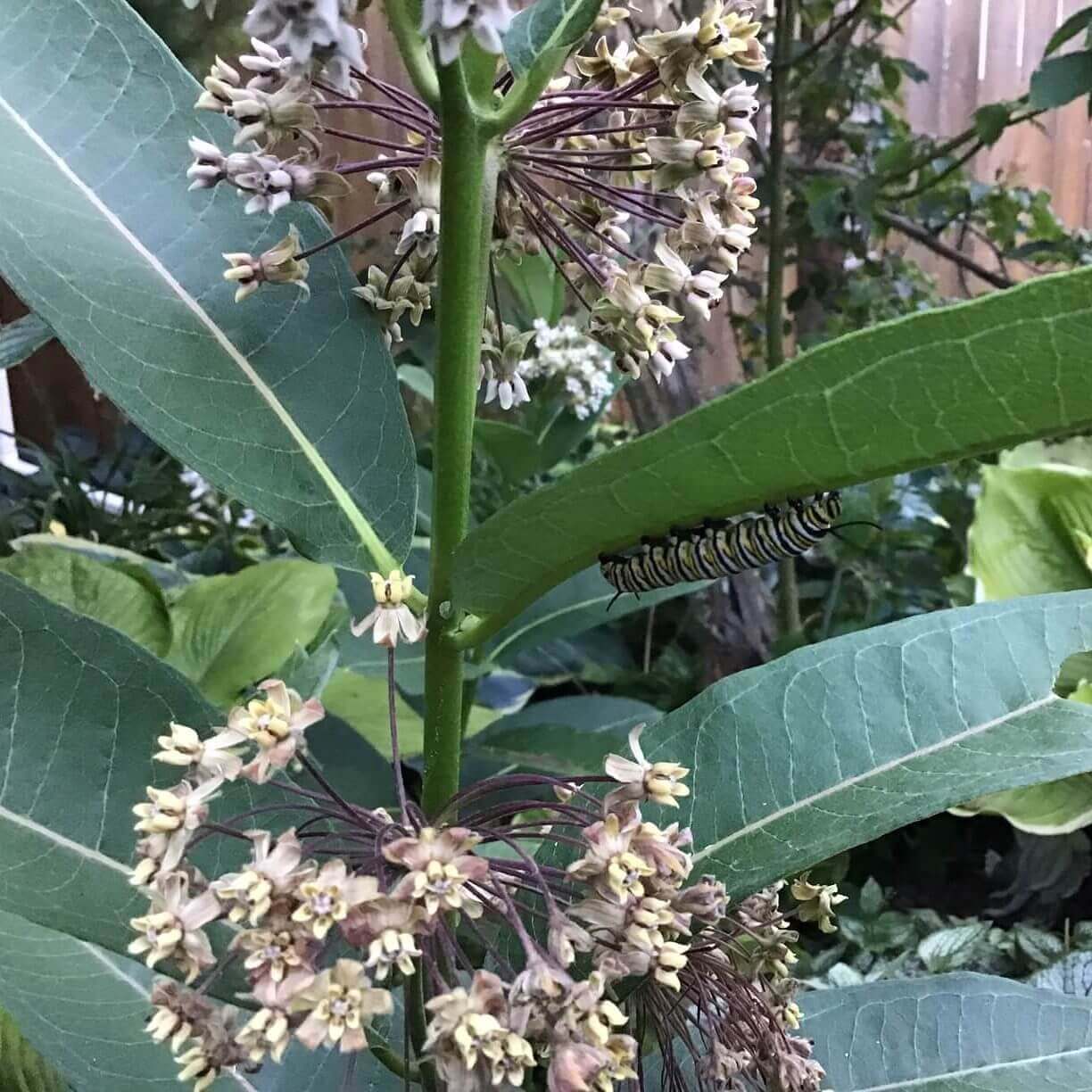 Milkweed Common OSC Seed