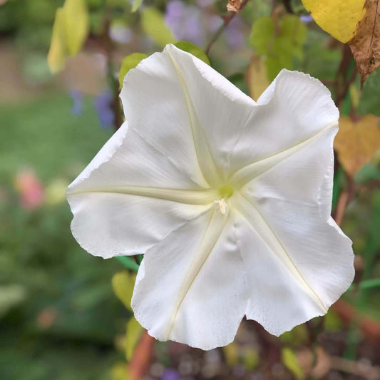 Moonflower Impomea Alba OSC Seed