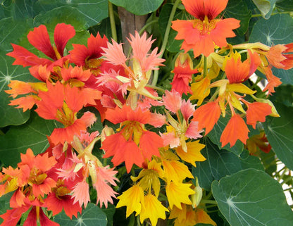 Nasturtium Climbing Phoenix