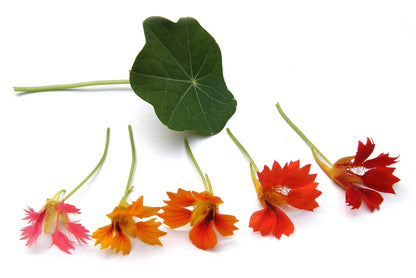 Nasturtium Climbing Phoenix