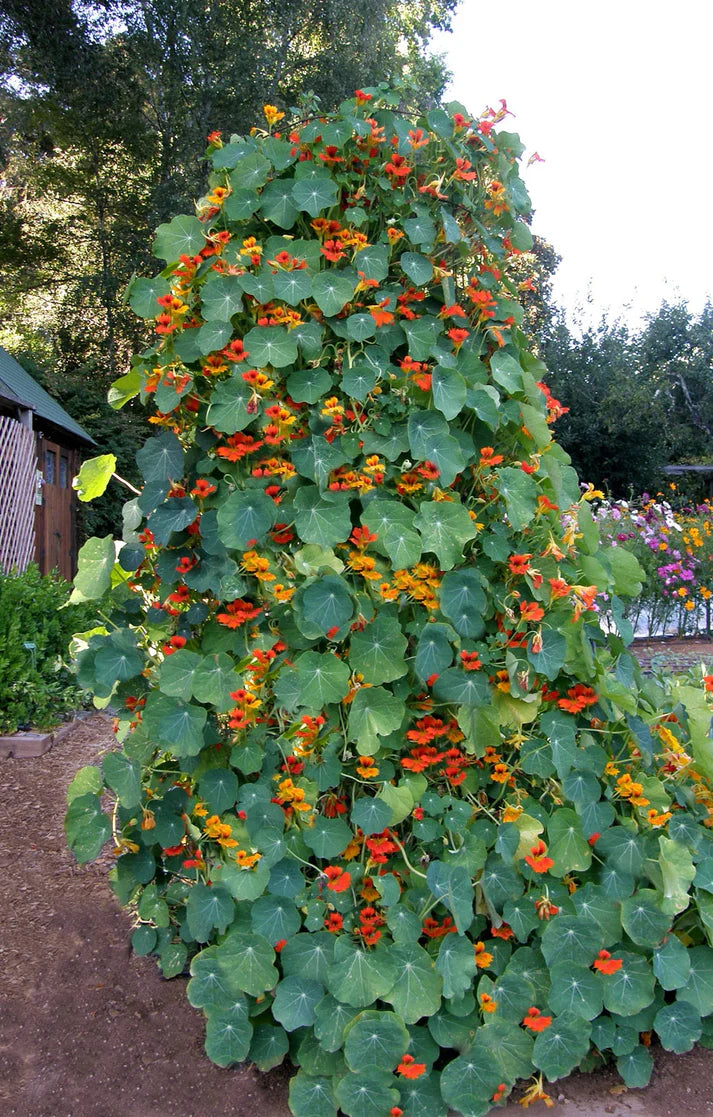 Nasturtium Climbing Phoenix