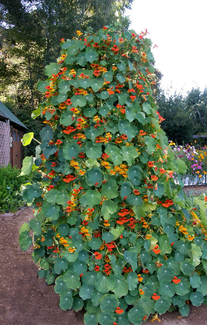Nasturtium Climbing Phoenix