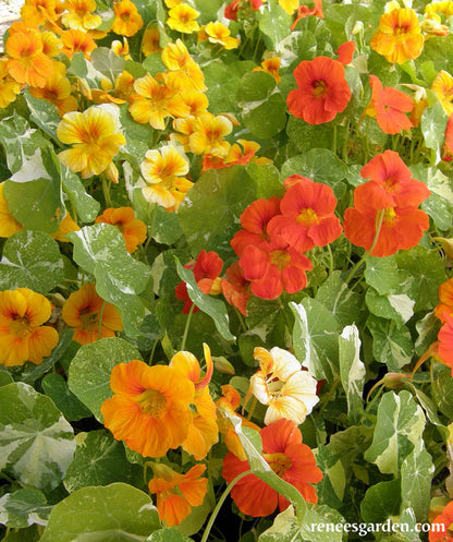 Nasturtium Alaska Mix