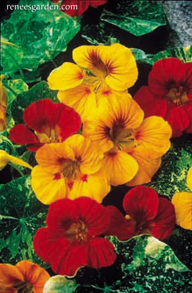 Nasturtium Alaska Mix