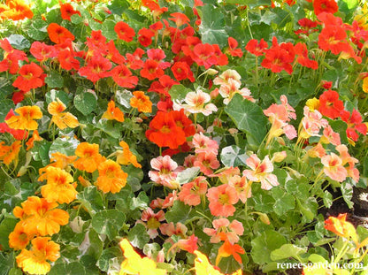 Nasturtium Alaska Mix