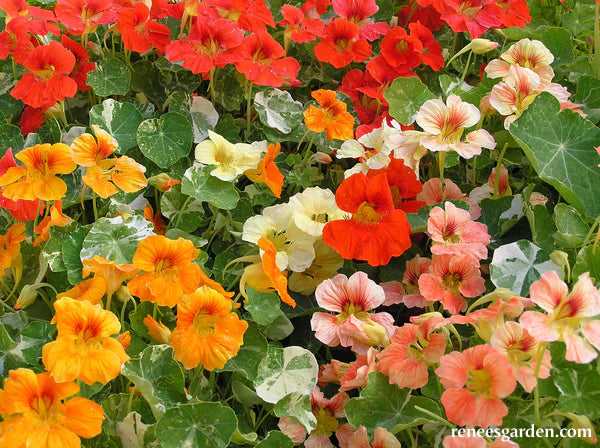 Nasturtium Alaska Mix
