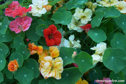 Nasturtium Whirlybird Mix