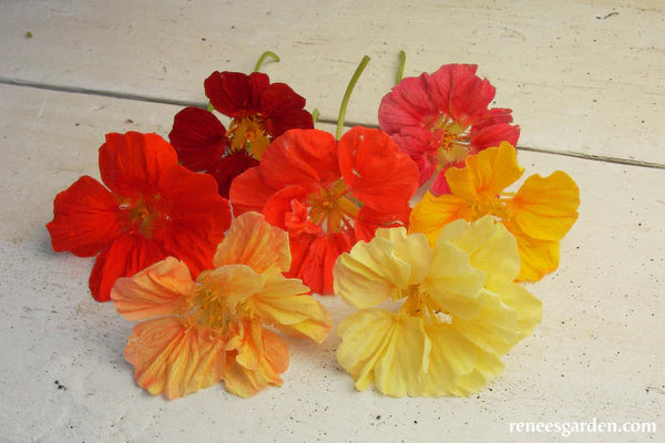 Nasturtium Whirlybird Mix