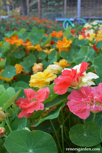 Nasturtium Whirlybird Mix