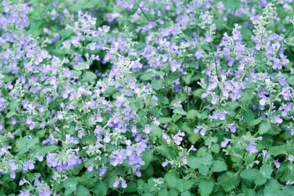 Catmint OSC Seed