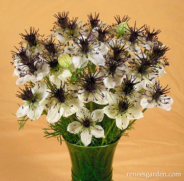 Nigella Bridal Veil