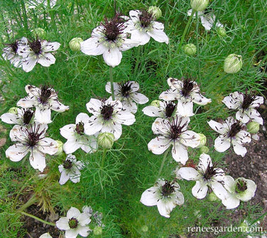 Nigella Bridal Veil