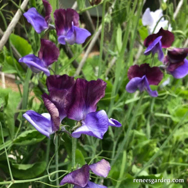 Sweet Pea North Shore