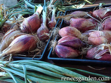 Onion Rossa Lunga di Firneze