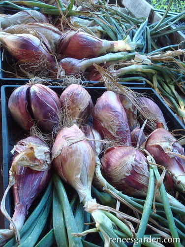 Onion Rossa Lunga di Firneze