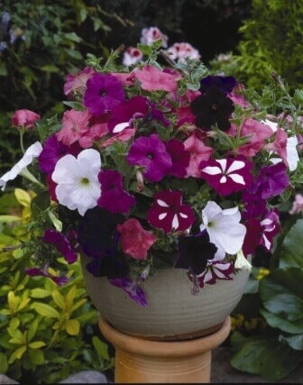 Petunia Dwarf Bedding Mix OSC Seed