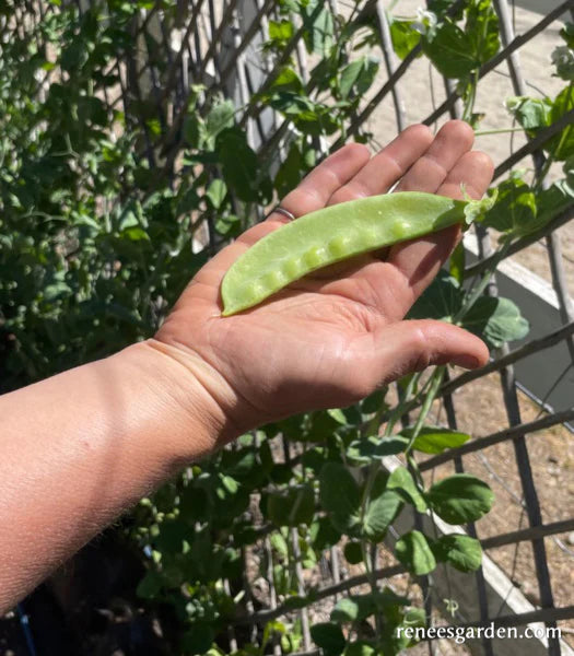 Pea Oregon Giant Snow Pea