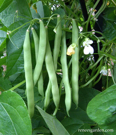 Beans Pole Kentucky Wonder