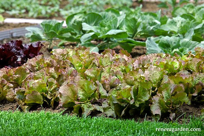 Lettuce Summer Bibb Patty's Choice