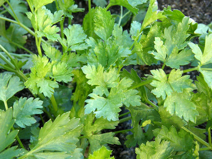 Parsley Italian Large Leaf